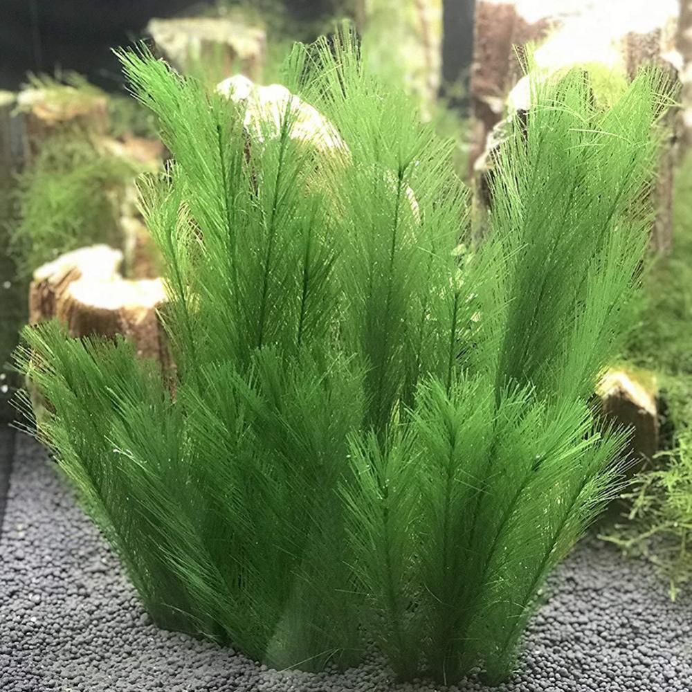 Aquarium Plants Live - 1/3 pièces 28/40cm Aquarium Aquarium artificiel