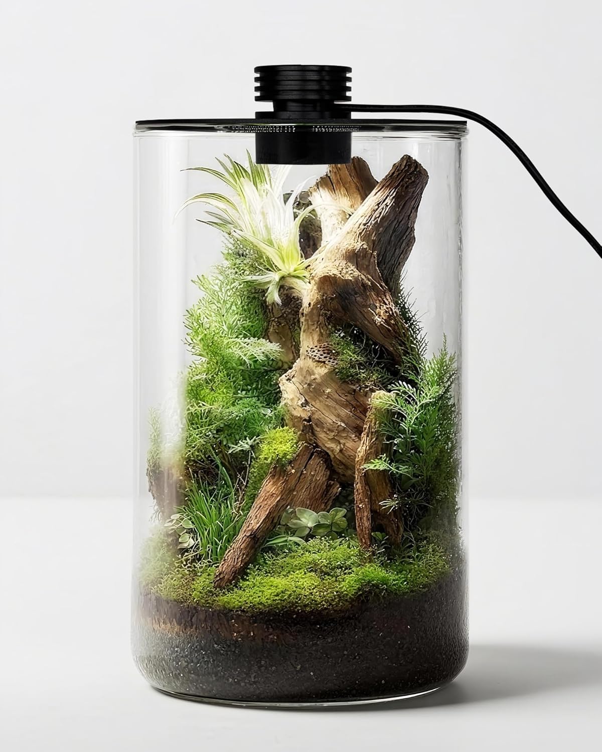 Planted Tank - Terrarium en verre d'intérieur avec lampe