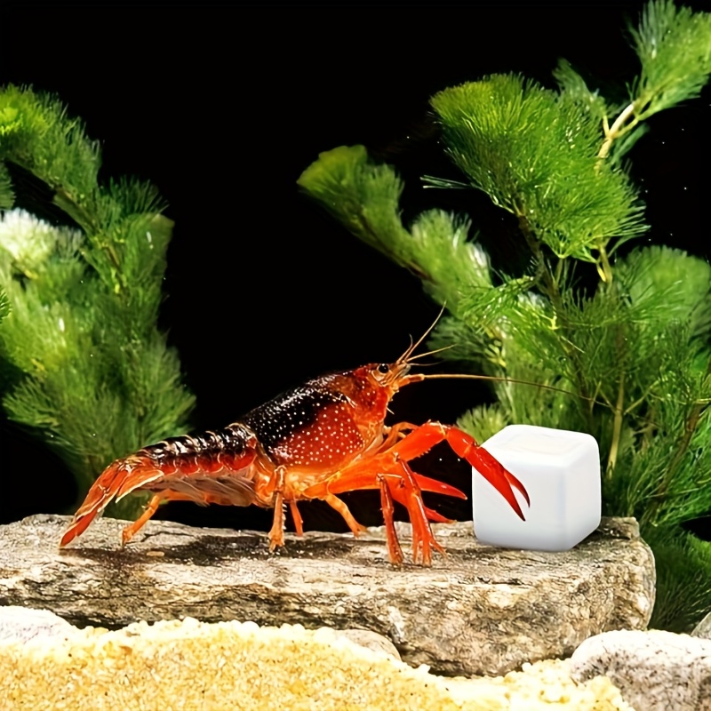 Aquarium Plants Live - 6 Blocs de Calcium pour Aquarium,