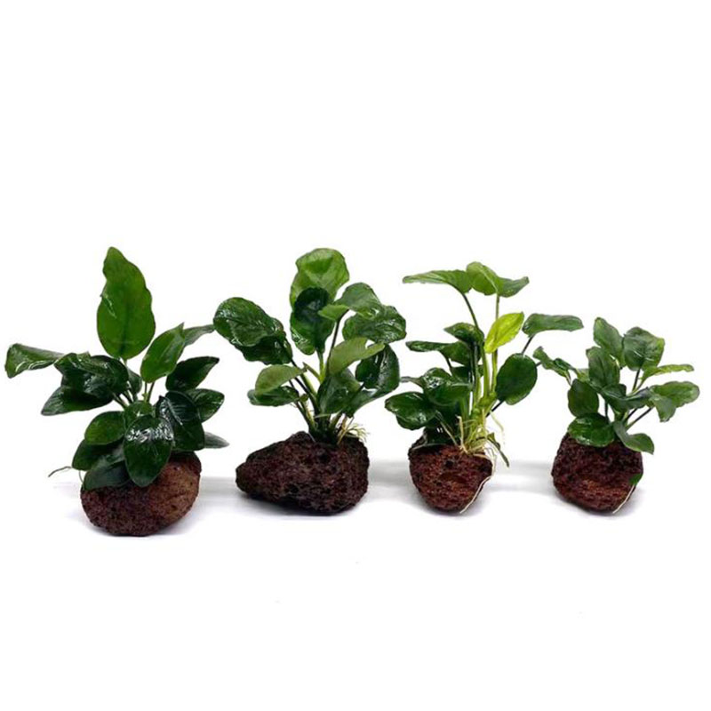 Décoration d'aquarium volcaniq - Aquarium Planted Tank Filter avis et prix