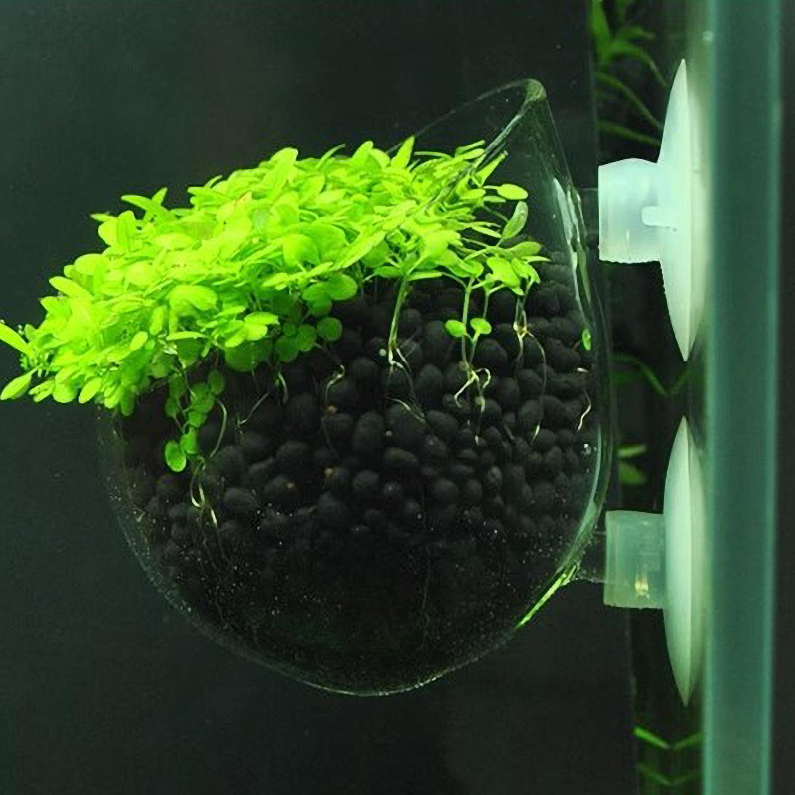Support pour plantes d'aquariu - Aquarium Plants Live avis et prix