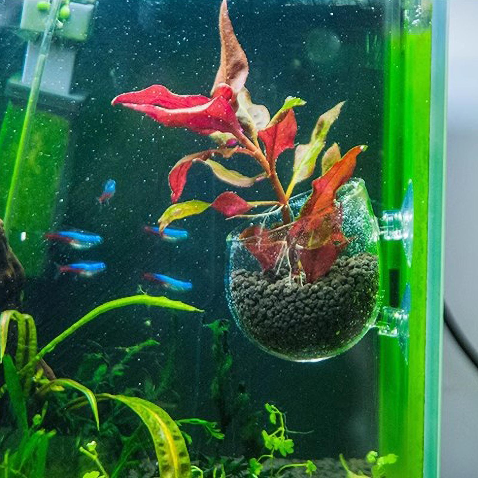 Support pour plantes d'aquariu - Aquarium Plants Live avis et prix