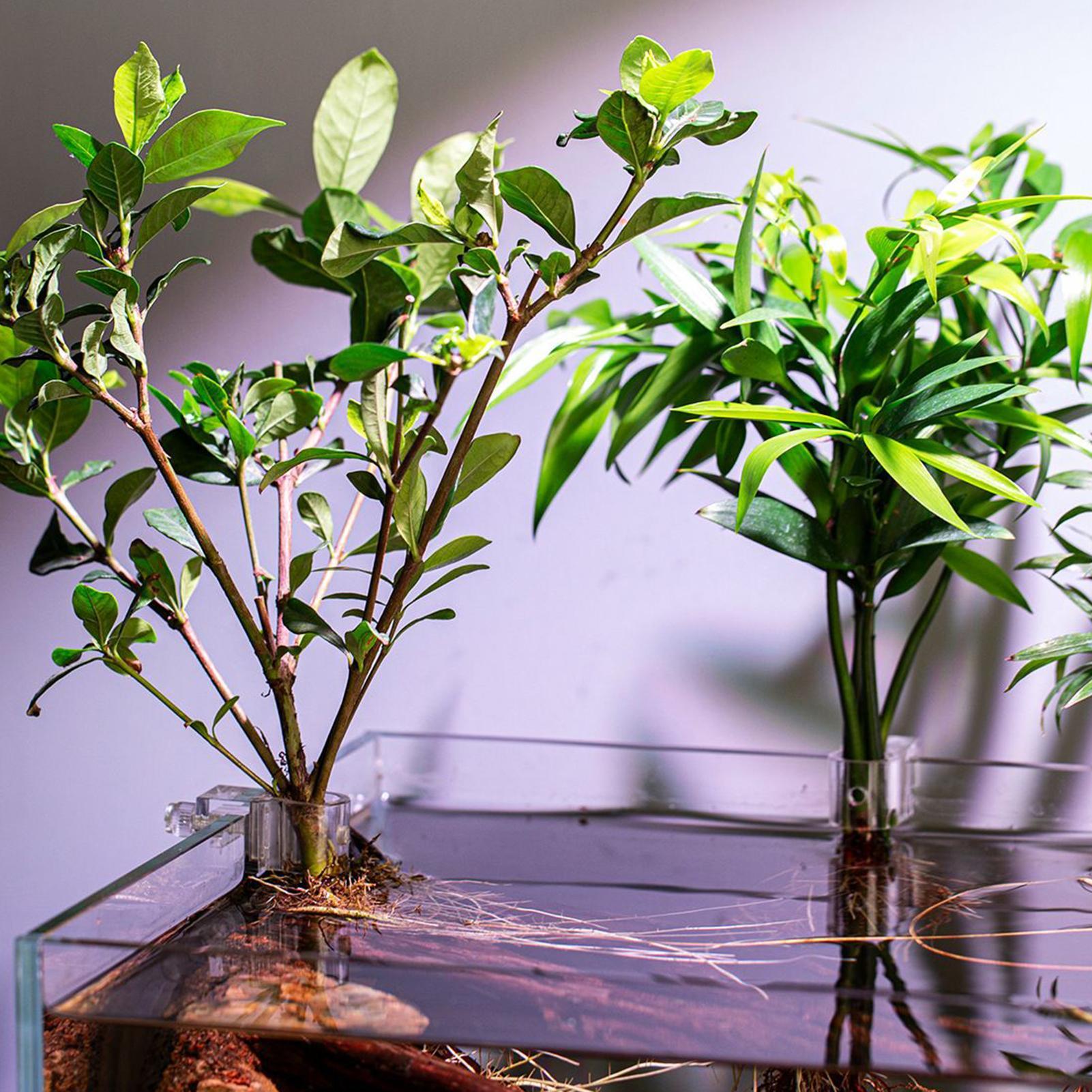 6 supports de plantes pour aqu - Aquarium Plants Live avis et prix