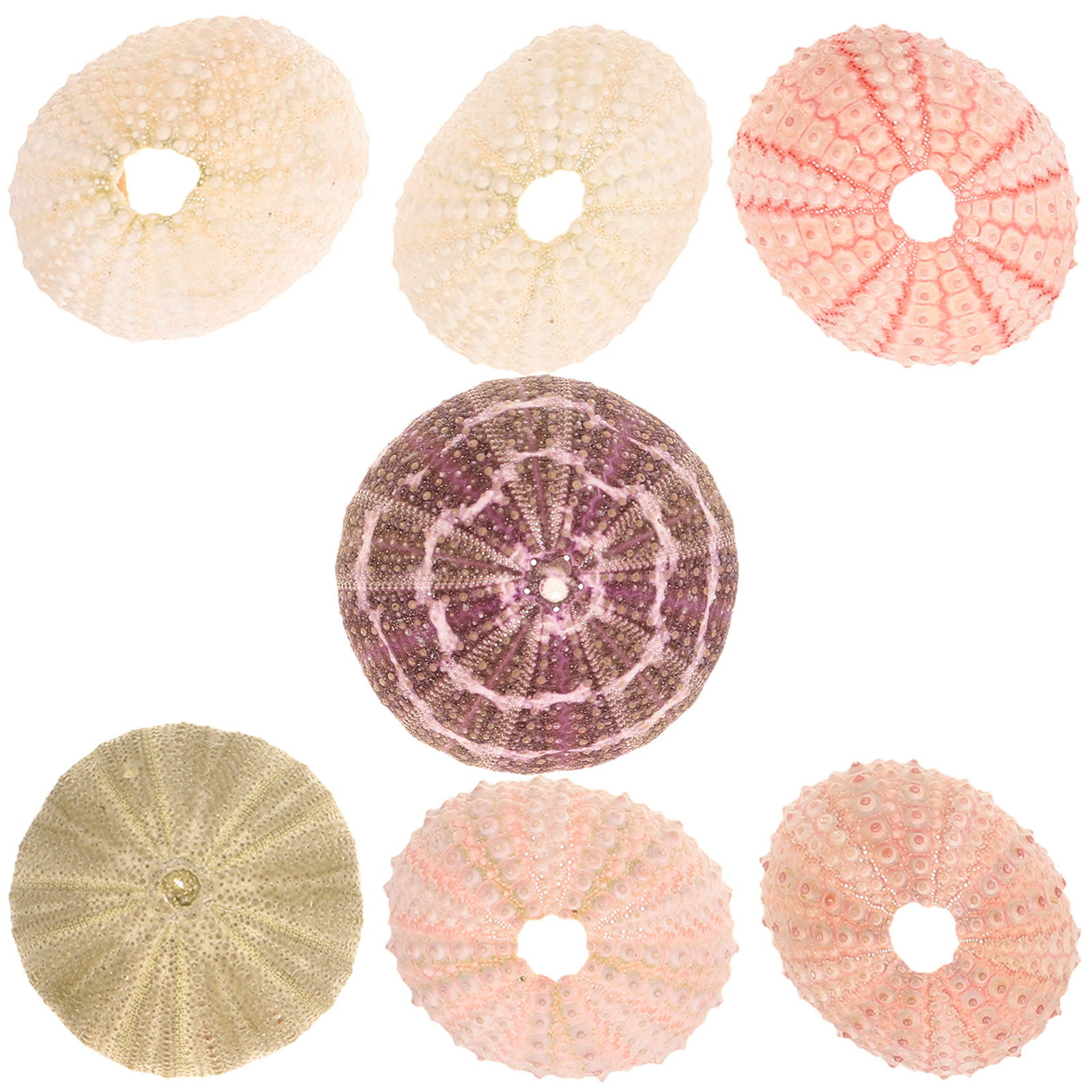 7 pièces, coquilles d'oursin,  - Aquarium Plant Holder avis et prix