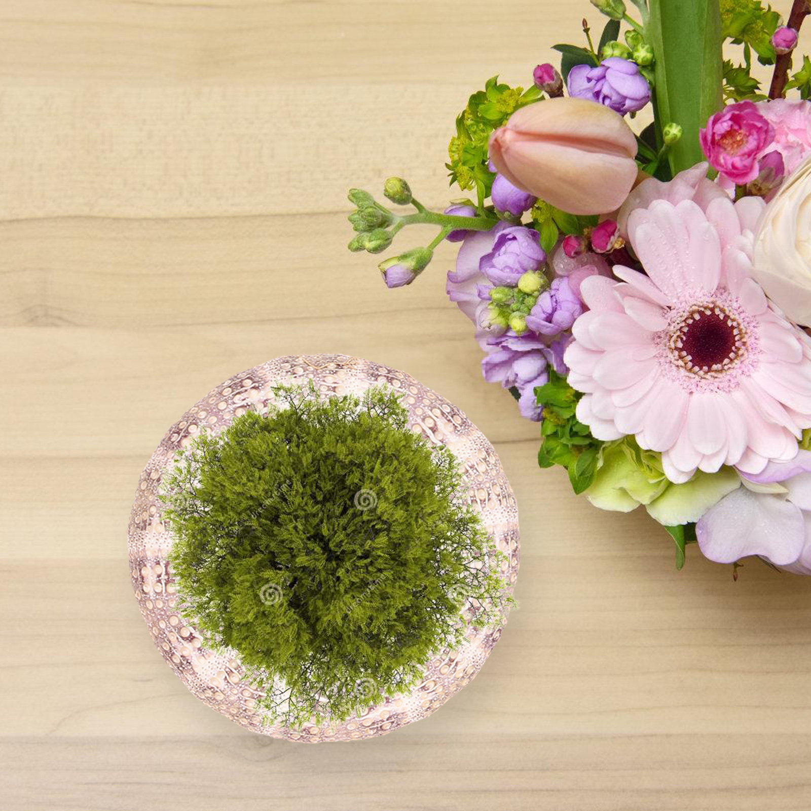 7 pièces, coquilles d'oursin,  - Aquarium Plant Holder avis et prix