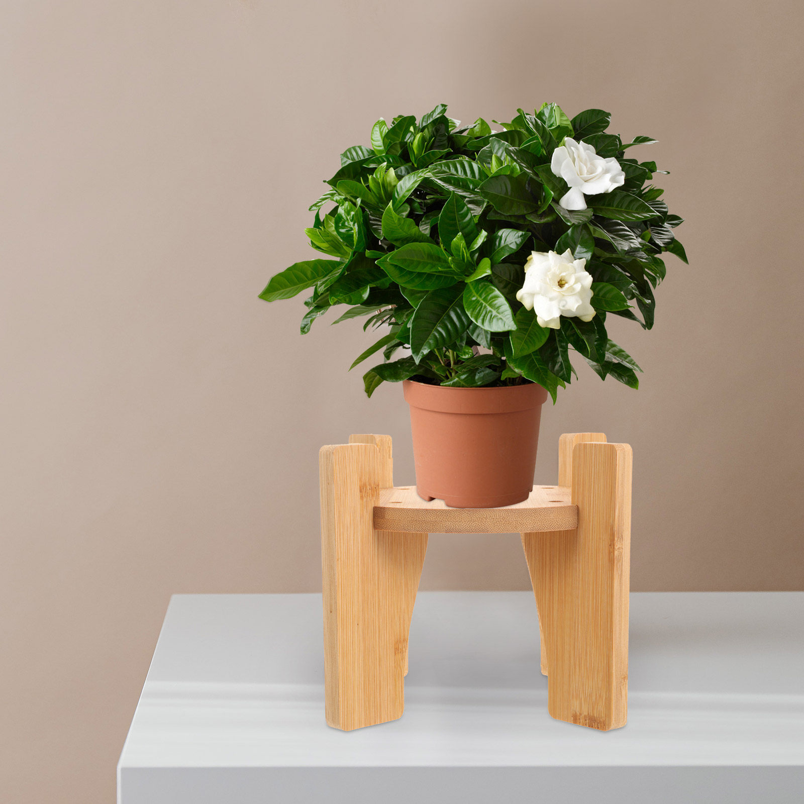 Support en bois pour distribut - Planted Tank avis et prix